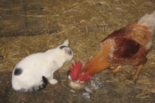 anche al nostro gallo piace il latte fresco