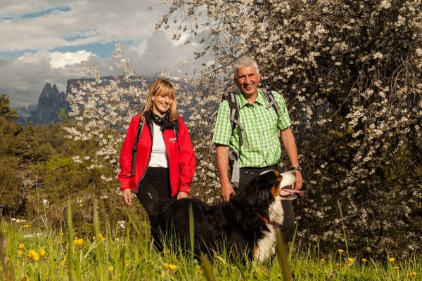 Frühlingswanderung am Ritten in herrlicher Blütenlandschaft