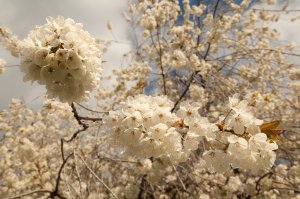 Kirschblüte am Ritten