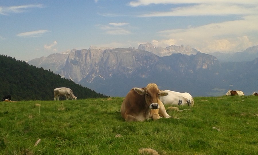 Almleben der Kühe