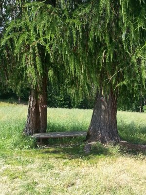 romantisches
Plätzchen unter den Lärchen am Waldneregg