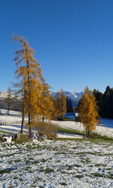 Lärchen im Herbst